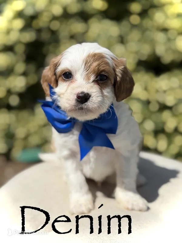 Denim – Cavapoo puppy for sale in Mayfield, KY