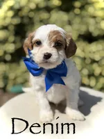 Denim, a male Cavapoo for sale in Mayfield, KY – 1 of 9