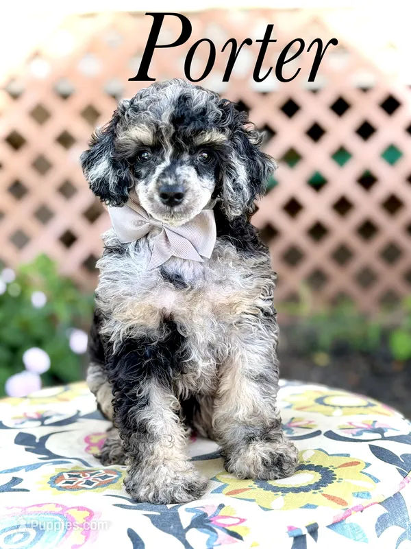 AKC Portet – Poodle - Toy  puppy for sale in Mayfield, KY