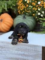 F1 Scooter, a male Cavapoo for sale in Mayfield, KY – 8 of 10