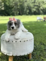 Lola, a female Cavapoo for sale in Mayfield, KY – 8 of 10