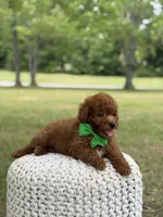 Andy, a male Miniature Goldendoodle for sale in Mayfield, KY – 6 of 9