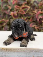 Hank, a male Miniature Bernedoodle for sale in Mayfield, KY – 8 of 9