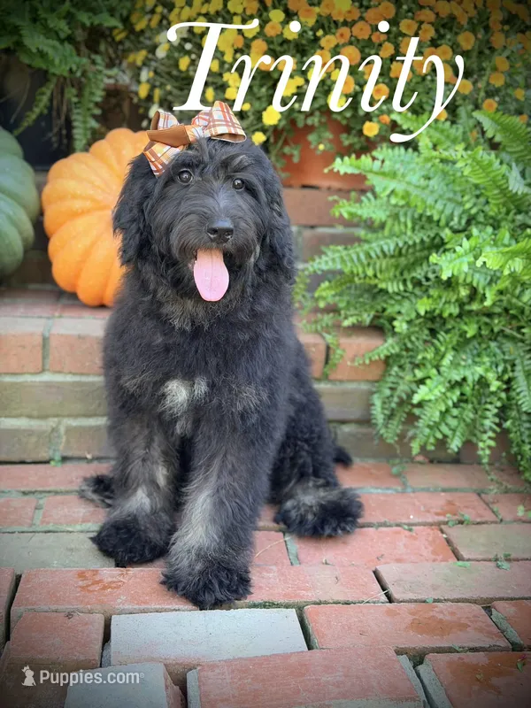 F1 Trinity – Bernedoodle puppy for sale in Mayfield, KY