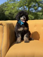 AKC Wally, a male Poodle - Multi-Colored Standard for sale in Mayfield, KY – 2 of 10