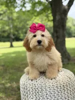 Nelly, a female Miniature Goldendoodle for sale in Mayfield, KY – 3 of 10
