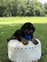Leo, a male Cavapoo for sale in Mayfield, KY – 9 of 10