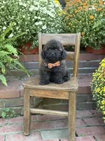 Teddy, a male Shihpoo for sale in Mayfield, KY – 7 of 10