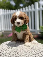 F1 Jasper, a male Cavapoo for sale in Mayfield, KY – 7 of 7