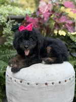 F1B Bridget, a female Bernedoodle for sale in Mayfield, KY – 5 of 9