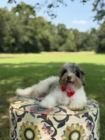 Freedom, a male Miniature Bernedoodle for sale in Mayfield, KY – 8 of 10