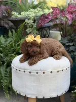 Robin, a female Cavapoo for sale in Mayfield, KY – 9 of 10