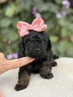 Jenny, a female Miniature Bernedoodle for sale in Mayfield, KY – 2 of 6