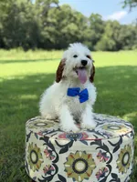 Dash , a male Cavapoo for sale in Mayfield, KY – 2 of 5