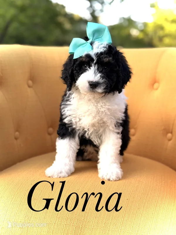 F1B Gloria – Bernedoodle puppy for sale in Mayfield, KY