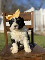 F1B Gloria, a female Bernedoodle for sale in Mayfield, KY – Photo 3 of 6