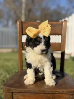 F1B Gloria, a female Bernedoodle for sale in Mayfield, KY – Photo 4 of 6