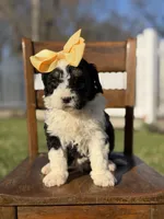 F1B Gloria, a female Bernedoodle for sale in Mayfield, KY – Photo 6 of 6