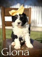 F1B Gloria, a female Bernedoodle for sale in Mayfield, KY – Photo 1 of 6