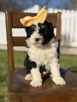 F1B Gloria, a female Bernedoodle for sale in Mayfield, KY – Photo 2 of 6