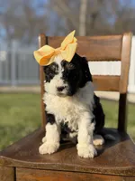 F1B Gloria, a female Bernedoodle for sale in Mayfield, KY – Photo 5 of 6