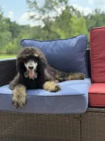 AKC Wally, a male Poodle - Multi-Colored Standard for sale in Mayfield, KY – 5 of 10