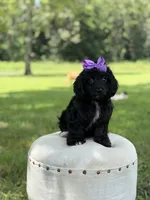 Luna, a female Cavapoo for sale in Mayfield, KY – 9 of 10