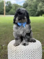Maxwell, a male Miniature Goldendoodle for sale in Mayfield, KY – 9 of 10