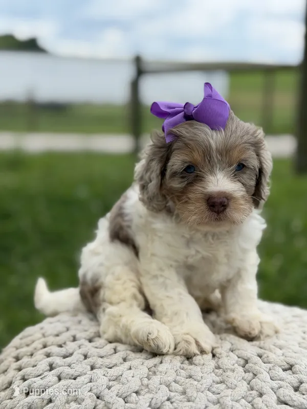 Hannah – Cavapoo puppy for sale in Mayfield, KY