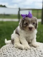 Hannah, a female Cavapoo for sale in Mayfield, KY – 1 of 10