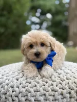 Ivan, a male Maltipoo for sale in Mayfield, KY – 7 of 7