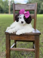 F1 Angel , a female Cavapoo for sale in Mayfield, KY – 3 of 10