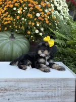 F1 Skeye, a female Cavapoo for sale in Mayfield, KY – 7 of 10