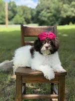 F1B Tiffany, a female Cavapoo for sale in Mayfield, KY – 10 of 10