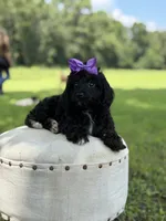 Luna, a female Cavapoo for sale in Mayfield, KY – 8 of 10