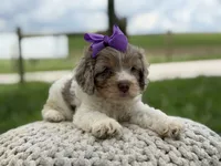 Hannah, a female Cavapoo for sale in Mayfield, KY – 4 of 10