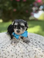 F1B Tucker, a male Maltipoo for sale in Mayfield, KY – 8 of 9