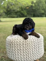 Bentley, a male Miniature Goldendoodle for sale in Mayfield, KY – 9 of 10