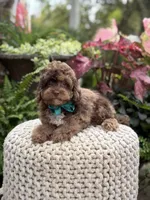 Andy, a male Cavapoo for sale in Mayfield, KY – 10 of 10