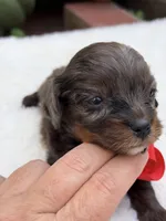 Red bow, a male Cavapoo for sale in Mayfield, KY – 9 of 9