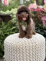 Apollo, a male Cavapoo for sale in Mayfield, KY – 7 of 10