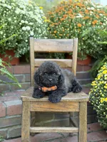 Teddy, a male Shihpoo for sale in Mayfield, KY – 8 of 10