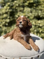 Dillon, a male Cavapoo for sale in Mayfield, KY – 5 of 6