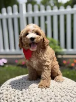 F1 Jackson , a male Cavapoo for sale in Mayfield, KY – 3 of 7