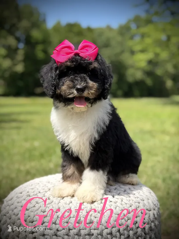 F1B Gretchen – Bernedoodle puppy for sale in Mayfield, KY