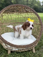 F1 Chloe, a female Cavapoo for sale in Mayfield, KY – 10 of 10