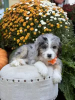F1 Vanessa, a female Bernedoodle for sale in Mayfield, KY – 8 of 10