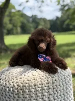 AKC Higgins, a male Poodle - Miniature  for sale in Mayfield, KY – 4 of 10