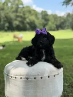 Luna, a female Cavapoo for sale in Mayfield, KY – 10 of 10