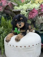 F1B Blake, a male Bernedoodle for sale in Mayfield, KY – 9 of 10